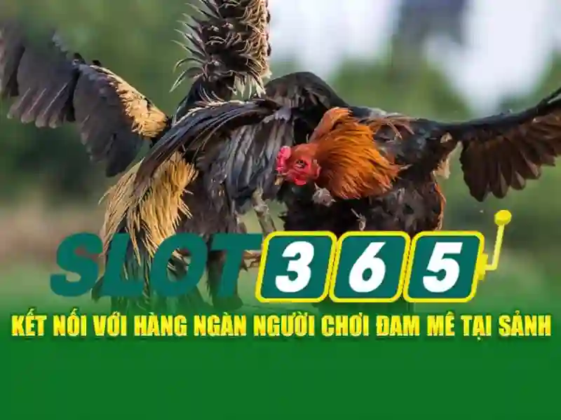 slot365 link – Giới thiệu tổng quan